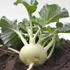 300 White Kohlrabi Seeds - Semi-Wild Permaculture