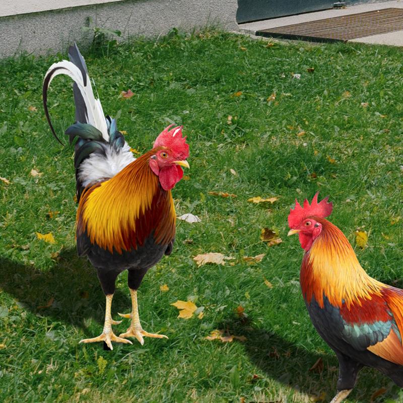 Колышек Петух Курица Скульптура Двор Сад Животное Статуэтка Фигурка Колышки Украшения Акриловый Задний Двор Газон Знак Орнамент