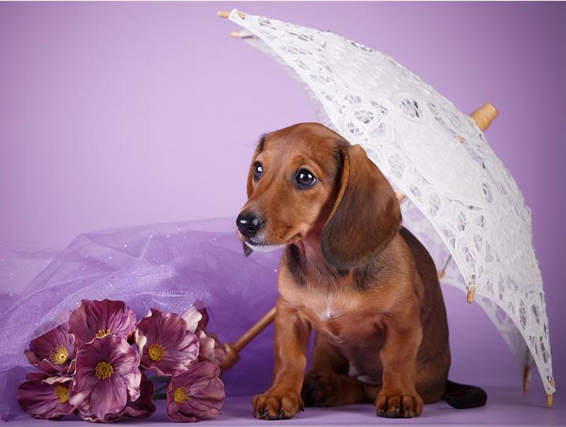 Алмазная картина Проточная вода Деревенский пейзаж Весна 5D Алмазная вышивка Крестиком Собака Животные Фотографии Стразы Мозаика Распродажа Wall Art