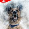 5D DIY Полный Круглый Алмазная Картина Животных Собака Вышивка Алмазная Мозаика Изображение