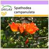 Африканское тюльпановое дерево - 30 семян - Spathodea Campanulata