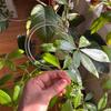 Plant Bracket Stand Transparent Weather-Resistant Structure Acrylic Garden Support Climbing Plant Growth Enhancer