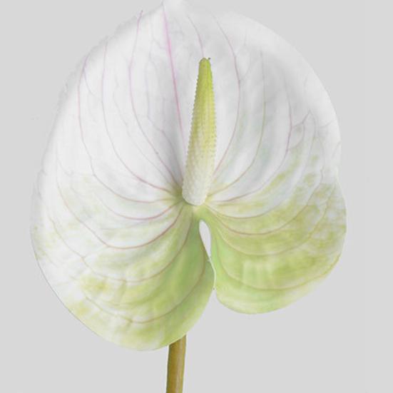 1 ветка искусственный цветок свежий художественный 3D-принт элегантный яркий искусственный антуриум