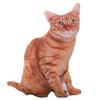 1 шт., 50 см, 3D имитация кошки, подушка с милыми животными, моющиеся плюшевые детские игрушки, диванные подушки, украшение дома, кавайный декор комнаты