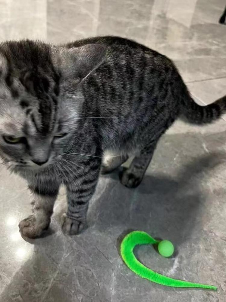 1 шт. Игрушка для питомца кошки Флуоресцентный эластичный мяч Гусеница Случайный цвет