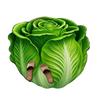 Yousheng Chinese Cabbage Floor Mat Non-Slip Absorbent Bathroom Rug 3D Visual Effect Cabbage Floor Rug for Entrance Living Room Kitchen