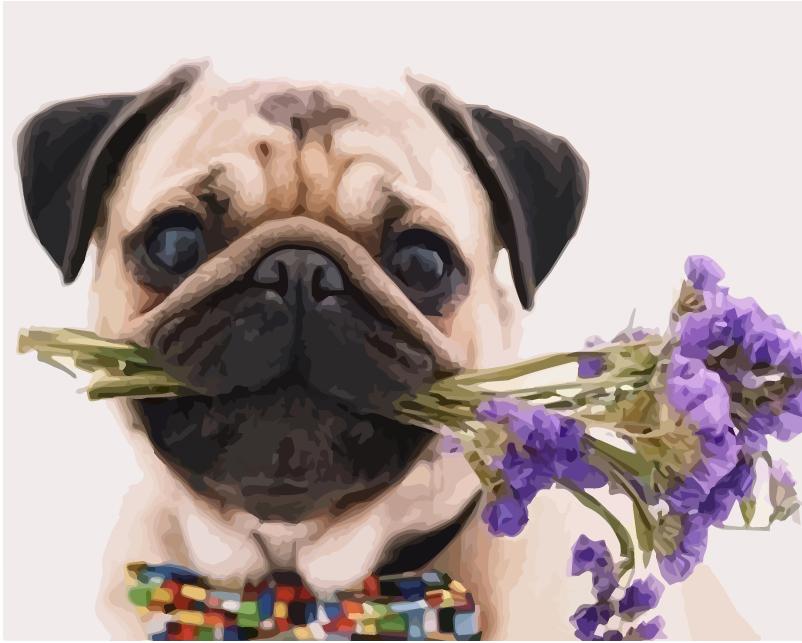 40x50 см живопись по номерам собака рисунок на холсте ручная роспись живопись искусство подарок DIY фотографии по номерам наборы животных домашний декор