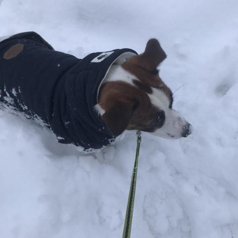 Зимняя одежда для собак, теплый хлопок для маленьких собак, флисовая куртка для щенков, мягкая куртка для собак, толстовка с капюшоном для чихуахуа, наряд для ши-тцу, одежда Yorkies Customes