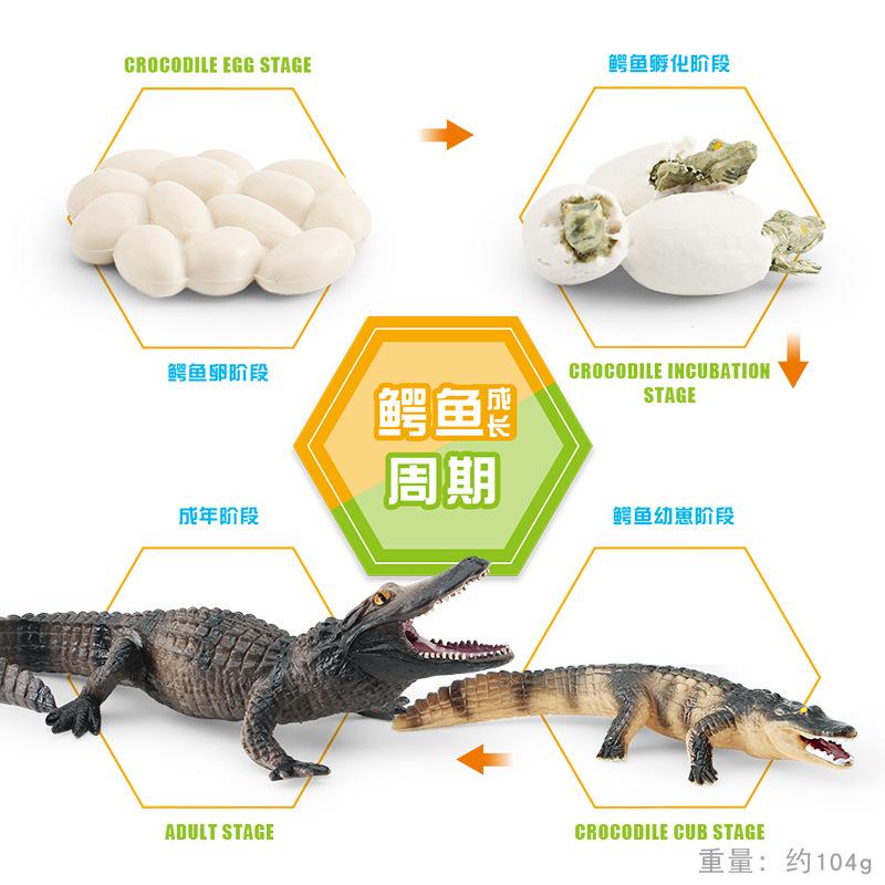 Simulated Forest Animal Crocodile Growth Cycle Chinese Alligator Growth Process Animal Model Doll Static Ornament