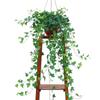 Evergreen Ivy Hanging Basket, Easy-Care Long Vine Plant, Perfect for Living Room, Balcony or Office, Enhances Air Quality.
