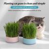 Cat Snack Mint Planting Hydroponic Plastic Box Cat Pot Contrast Hydroponic Det Cat Grass Plant Bowl Without Seed Garden Supply