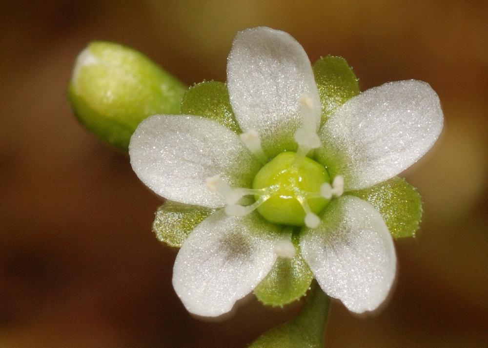 SAFLAX Росянка круглолистная - 50 семян - Drosera rotundifolia