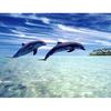 Алмазная картина Алмазная вышивка Прыгающий дельфин