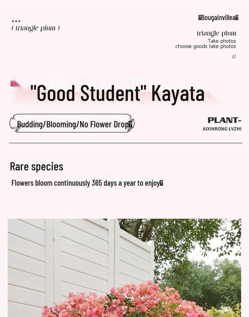 Blooming Tower Kaja Bougainvillea: Potted Indoor Flower Seedlings for Balconies