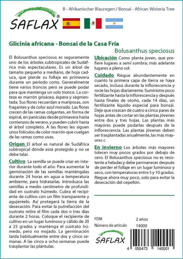 SAFLAX Бонсай - Дерево глицинии африканской - 15 семян - С горшечным субстратом для лучшего выращивания - Bolusanthus speciosus