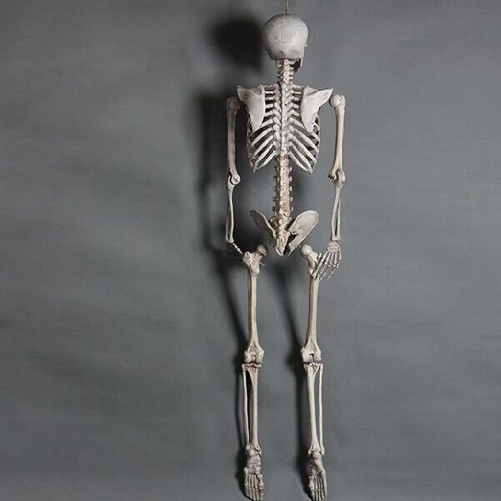 Halloween Skeleton Ornament 65inch Full Body Movable Joints Skeletons Lifelike Model for