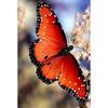 DIY Diamond Embroidery 5D Diamond Painting Butterfly Diamond Mosaic Cross Stitch Kits Rhinestones Wall Art Home Decor Gift