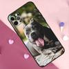 Pit Bull Pitbull Dog Phone Case For iPhone 13 14 15 16 Pro Max Plus 11 12 Pro Max 7 8 X XS XR 12 13 Mini Cover