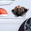 Leonberger Car Stickers, Waterproof Pvc Animal Decals With 3D Effect, Block Scratches and Increase Fun Auto Parts