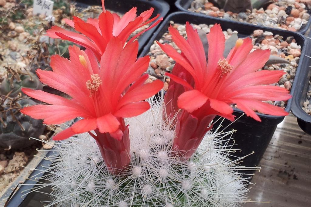 SAFLAX Garden in the Bag - Mammillaire Mix - 40 семян - С субстратом в подходящем стоячем пакете - Mammilaria Mix