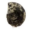 Stones and Minerals. Fossil Ammonite Perilytoceras Pyritized. 3610.0 Ct. Villers-sur-Mer, Calvados, France.