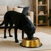 Stainless Steel Pet Feeding Bowl Gold Plated Cat Food Dish Anti-fall Dog Food Basin  for Feeding