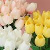5Pcs Artificial Tulip Flowers Pink White Tulips Fake Flowers Bouquet Wedding Garden Decoration Home Vase Decor Plants Mother's Day Gift