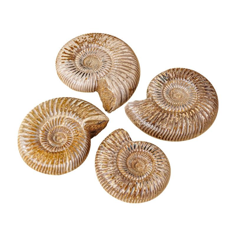 Натуральный Белый Ископаемый Раковина Аммонита Образовательный Подарок для Детей