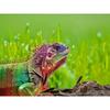 DIY 5D алмазная живопись полная круглая ящерица животное для взрослых Алмазная вышивка мозаика распродажа украшение дома подарок