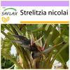 White Bird of Paradise - 5 Seeds - Strelitzia Nicolai