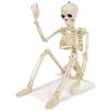 Skeleton Figure 36cm Toy Skeleton Skull Interior Horror Halloween Miscellaneous Goods (Regular Item)