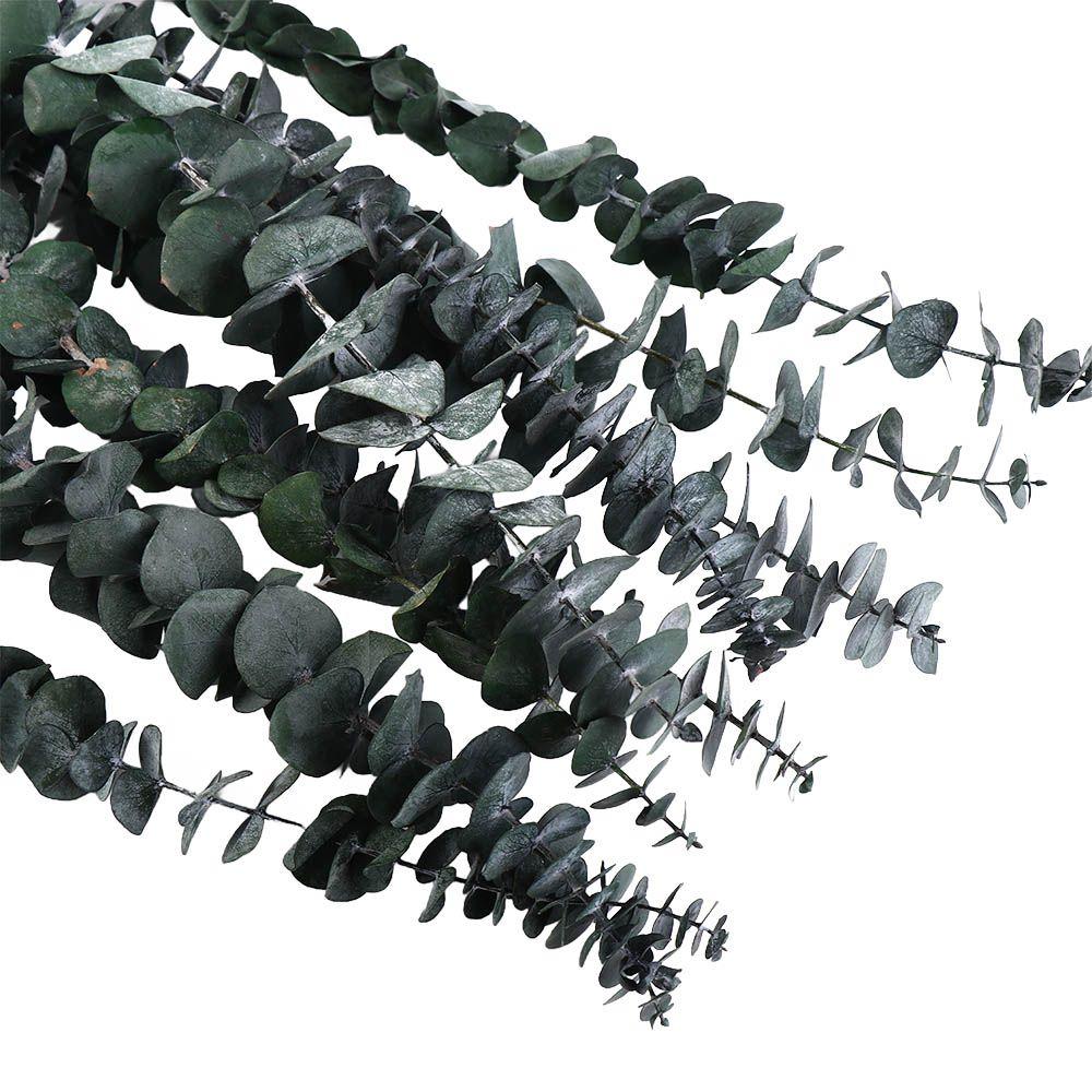 10 шт. Подвесные сушеные листья эвкалипта 22 дюйма Большие стабилизированные стебли эвкалипта Многоцелевое зеленое украшение для дома