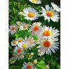 5D Алмазная картина Дейзи Полный круглый Алмазная мозаика Картина Алмазные цветы Домашний декор Подарок