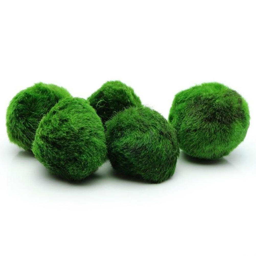 Водоросль для аквариума круглая живая.