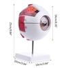 Human Anatomical Natural Eyeball Model Medical Learning Aid Teaching Instrument IBU