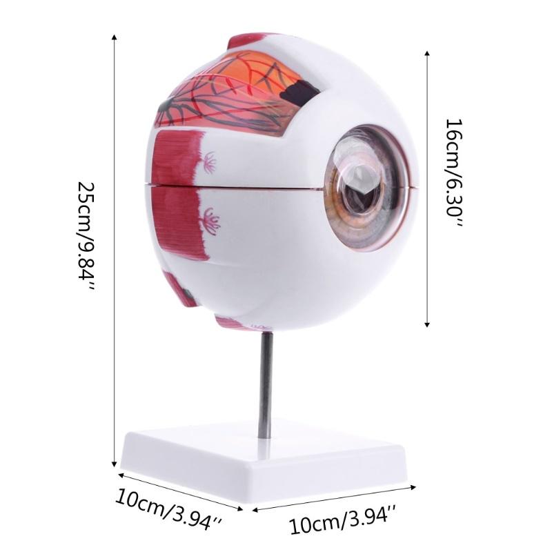Human Anatomical Natural Eyeball Model Medical Learning Aid Teaching Instrument IBU