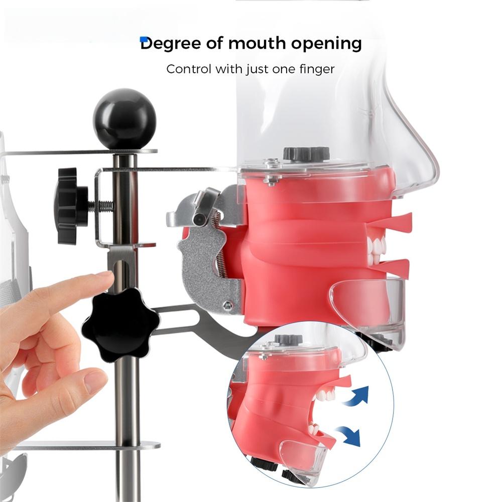 Стоматологический симулятор голова-манекен учебная голова форма типодонт модель зуба с 28 съемными зубами для практики моделирования