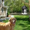 Dog Ultrasonic Bark Control Device Adjustable House Shape Pet Anti-Barking Device