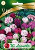 Dwarf Pinocchio Bearded Dianthus, Full Mix Seeds Legutko