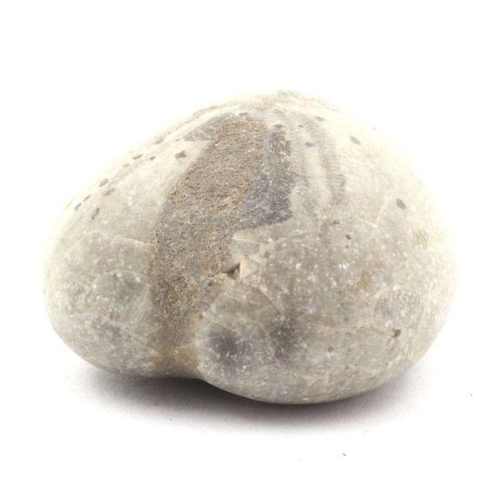 Pierres et Minéraux. Oursin Fossile, Toxaster Amplus. 159.80 ct. Claix, Isère, France.