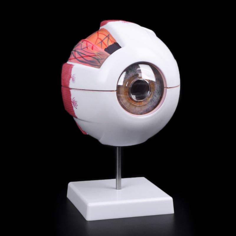 Human Anatomical Natural Eyeball Model Medical Learning Aid Teaching Instrument IBU