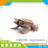 Simulation Amphibian Frog Triangular Dead Leaf Frog Red-Eyed Tree Frog Darwin Frog Static Model Ornament