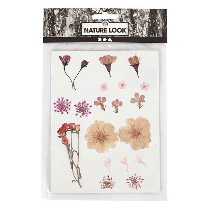 20 Fleurs séchées et pressées - Rose clair