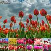 DIY 5D Diamond Painting Tulips Cross Stitch Kit Full Drill Embroidery Mosaic Art Picture of Rhinestones Gift