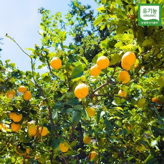 Correct Organic Lemon Powder Powder,Korean Health Food