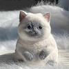 Новый Таба Милый Пухлый Кот Рыжий Кот Плюшевый Мягкий Липкий Девочка Дети Подарок на День Рождения Непоседа Сквиши Игрушка Украшения для Питомцев Подарки