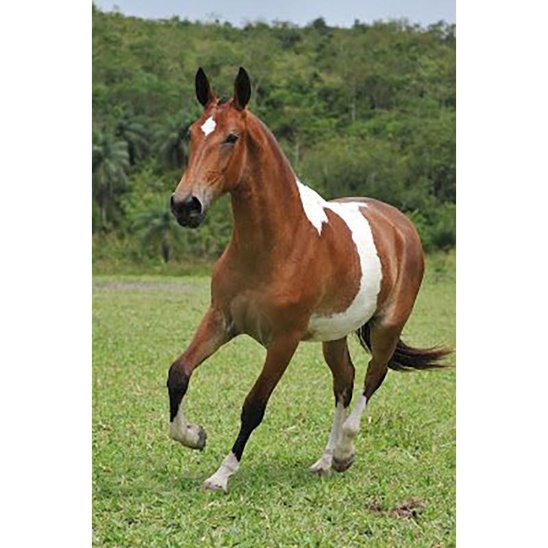 Лошадь DIY 5D алмазная живопись полная круглая дрель животное Алмазная вышивка крестиком мозаичные наборы Смола стены книги по искусству домашний декор