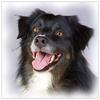 Diamond Embroidery Border Collie 5D Diamond Painting Mosaic Picture Handmade Home Decor