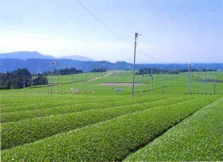 Чай Тацуока Холодный Настой Бэби Банча Чайные пакетики 10г x 40 пакетиков Набор из 2 пакетов [Префектура Сига]