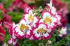 250 Butterfly Flower Seeds (Schizanthus Wisetonensis)